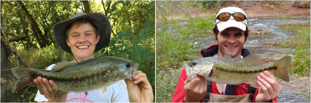 These two fish represent distinct species, but are incredibly similar in appearance. Could you tell them apart? Answer: Spotted Bass (left) and Alabama Bass (right).