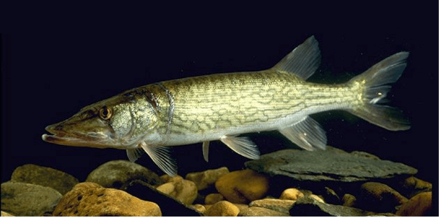 chain-pickerel