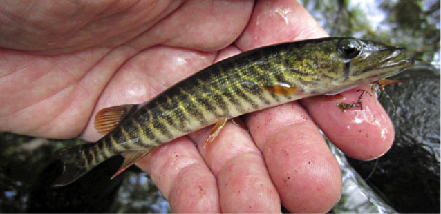 redfin-pickerel