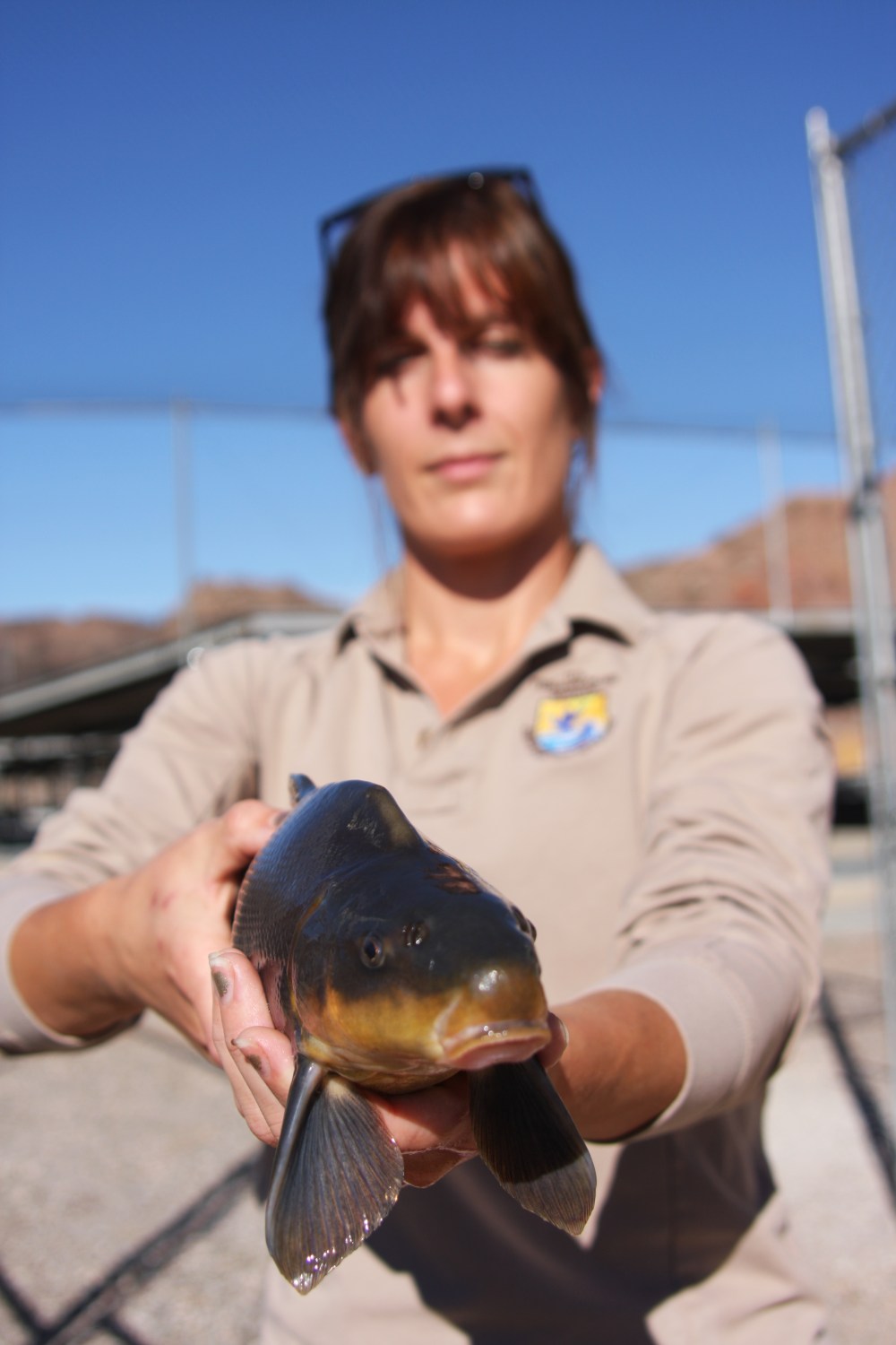 Ashlie Peterson Southwestern Fish Health Unit w razorback sucker at Willow Beach National Fish Hatchery keel on nape photo Craig Springer USFWS.JPG