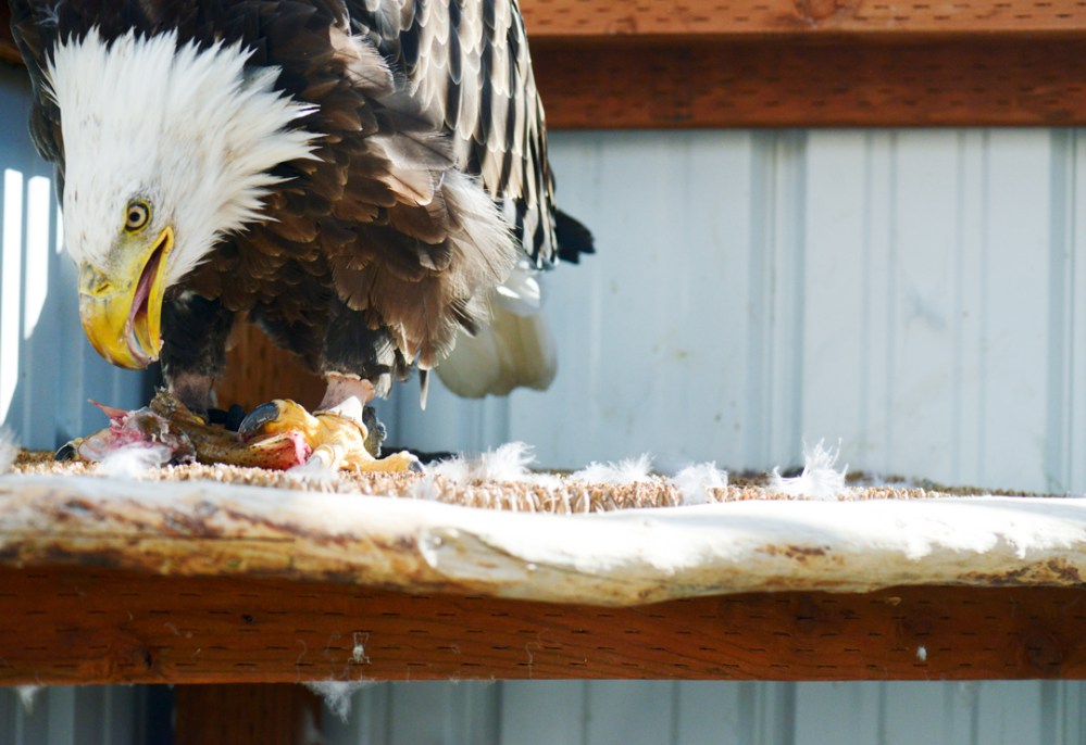 Mike Greener/Chronicle  Montana Raptor Conservation Center's resident bald eagle called, "99", feeds on fresh trout in Bozeman. The center is seeking donations of fish to feed their growing number of birds in captivity.