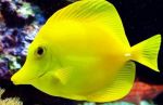 yellow-tang