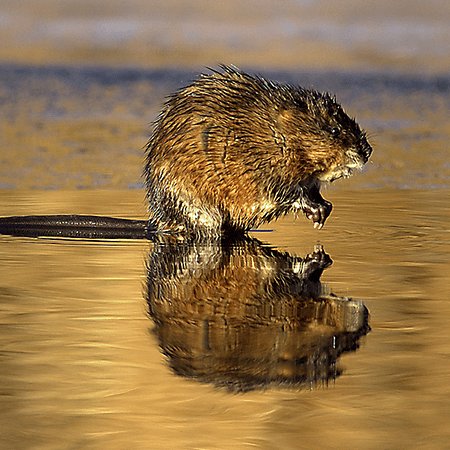 muskrat