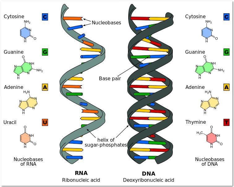 Nitrogen in DNA