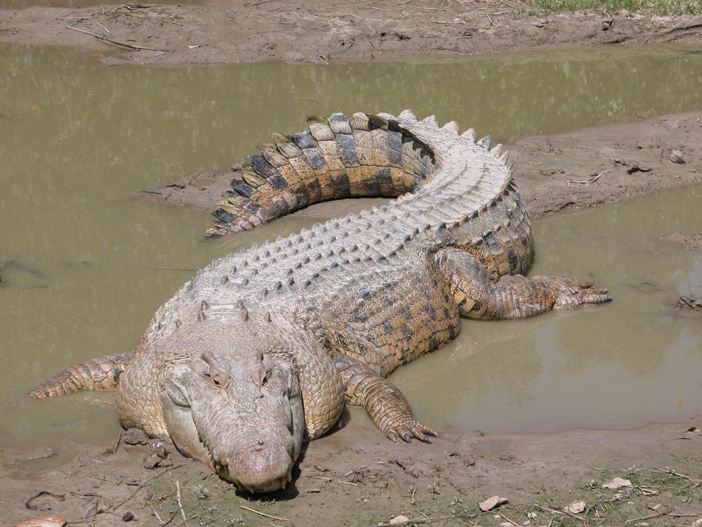 1920px-SaltwaterCrocodile('Maximo').jpg
