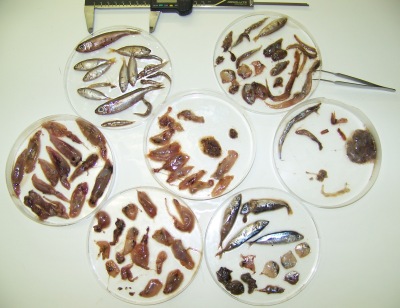 soltag0801-2818-stomach content