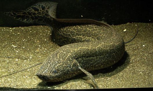 FB - Lungfish