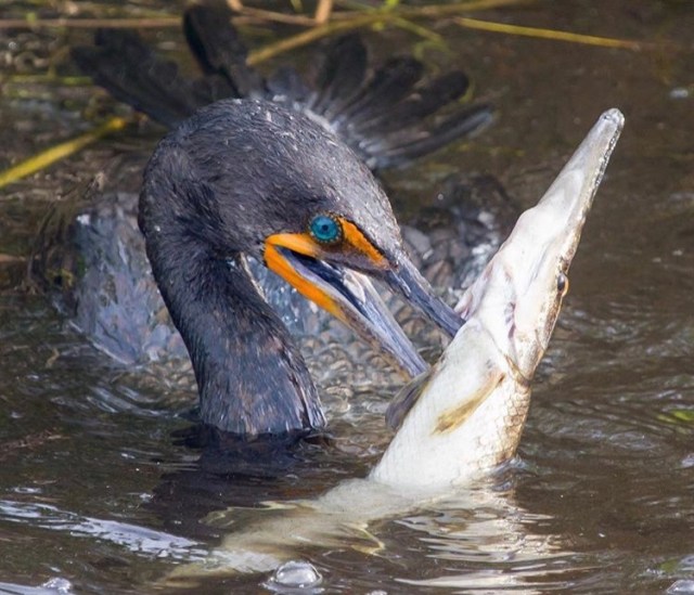 Birds vs Fish – The Fisheries Blog