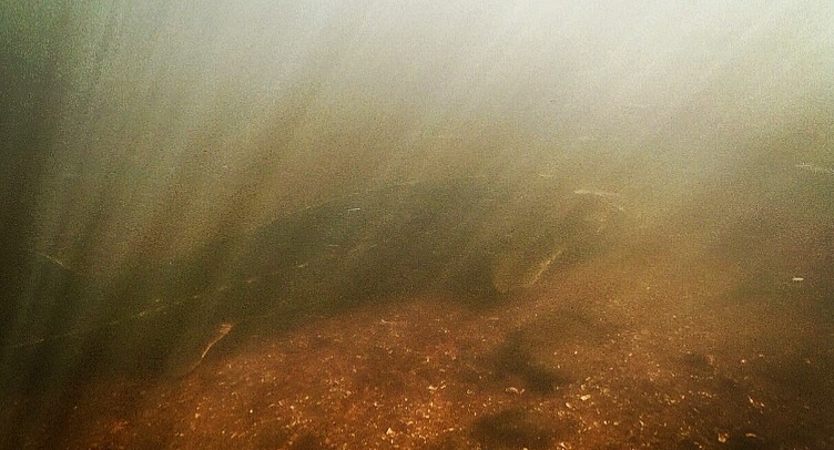 SRD - Lk Sturgeon Fullshot