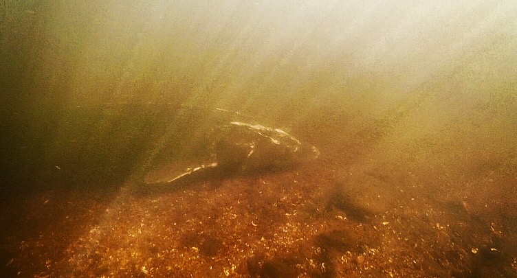 SRD - Lk Sturgeon Headshot