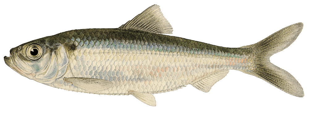 Alewife__Alosa_pseudoharengus_2.png