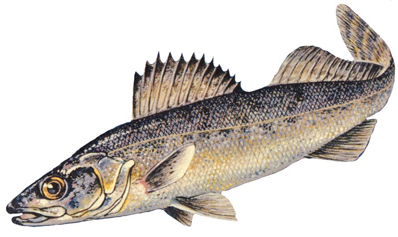 Blue_walleye.jpg