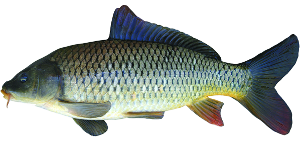 carp-600.png