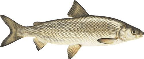 cornell-whitefish.png