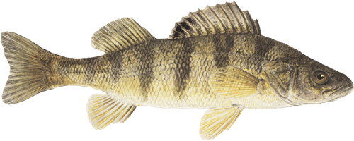 yellow-perch.png