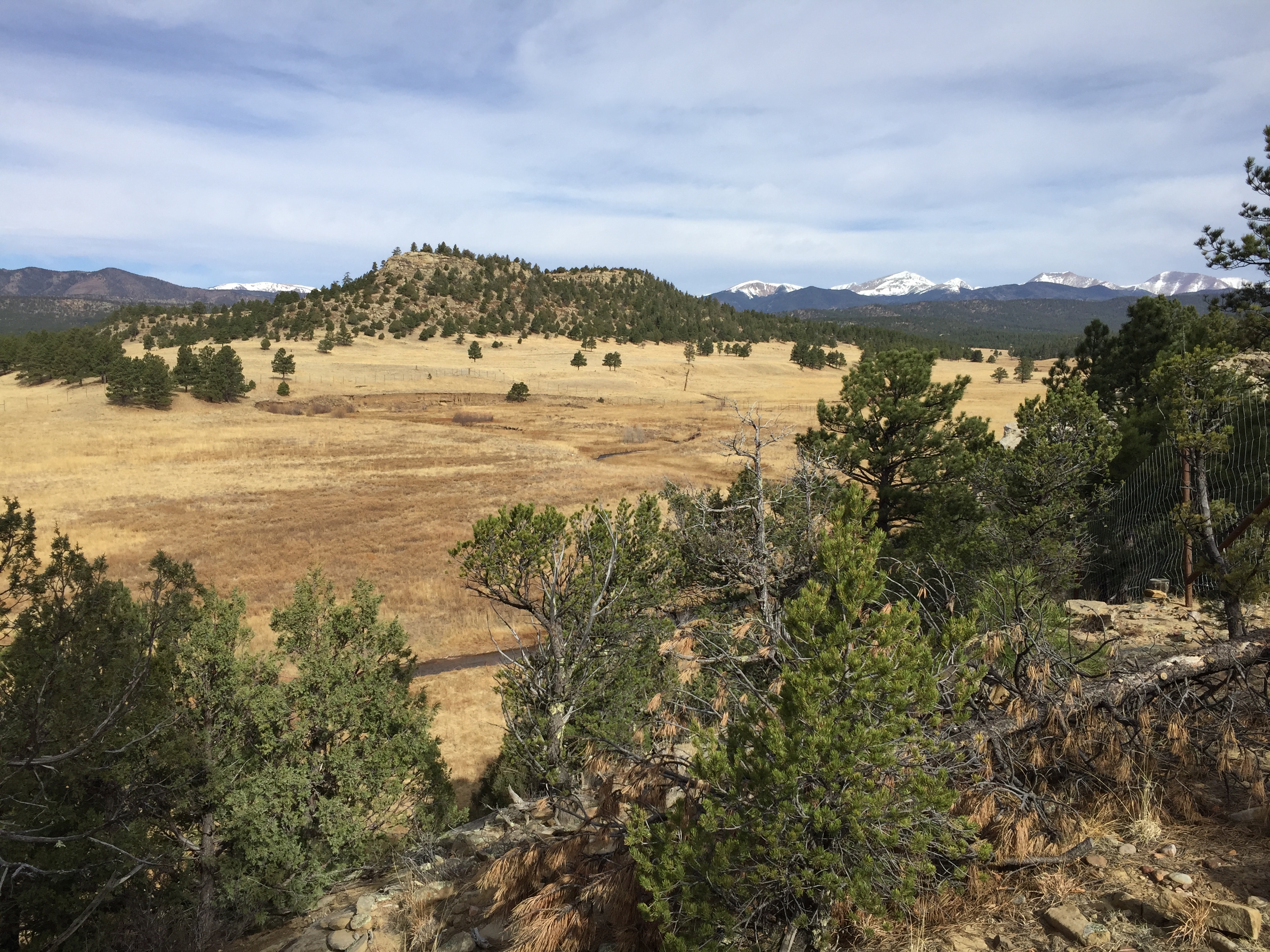 Artifacts of epochs past: Rio Grande cutthroat trout benefit from ...