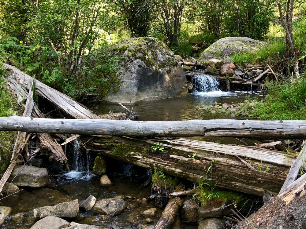 Rio Grande cutthroat trout waters Santa Fe National Forest NM Craig Springer photo .jpg