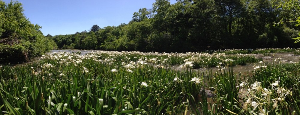 FISHBLOG - Cottrell 5