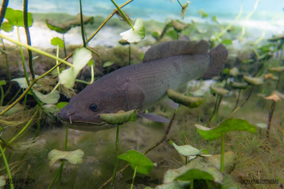 Hot Take on Our Planet: Freshwater Biodiversity – The Fisheries Blog
