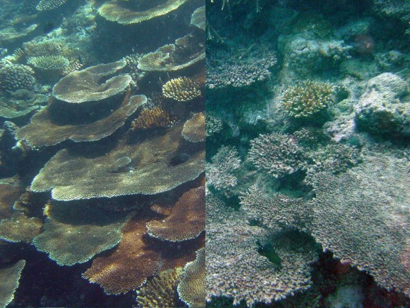 ocean acidification kills coral reefs