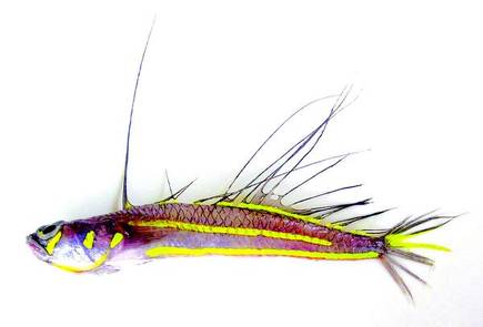 Image result for signal fish