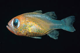 Image result for new cat-eyed cardinalfish
