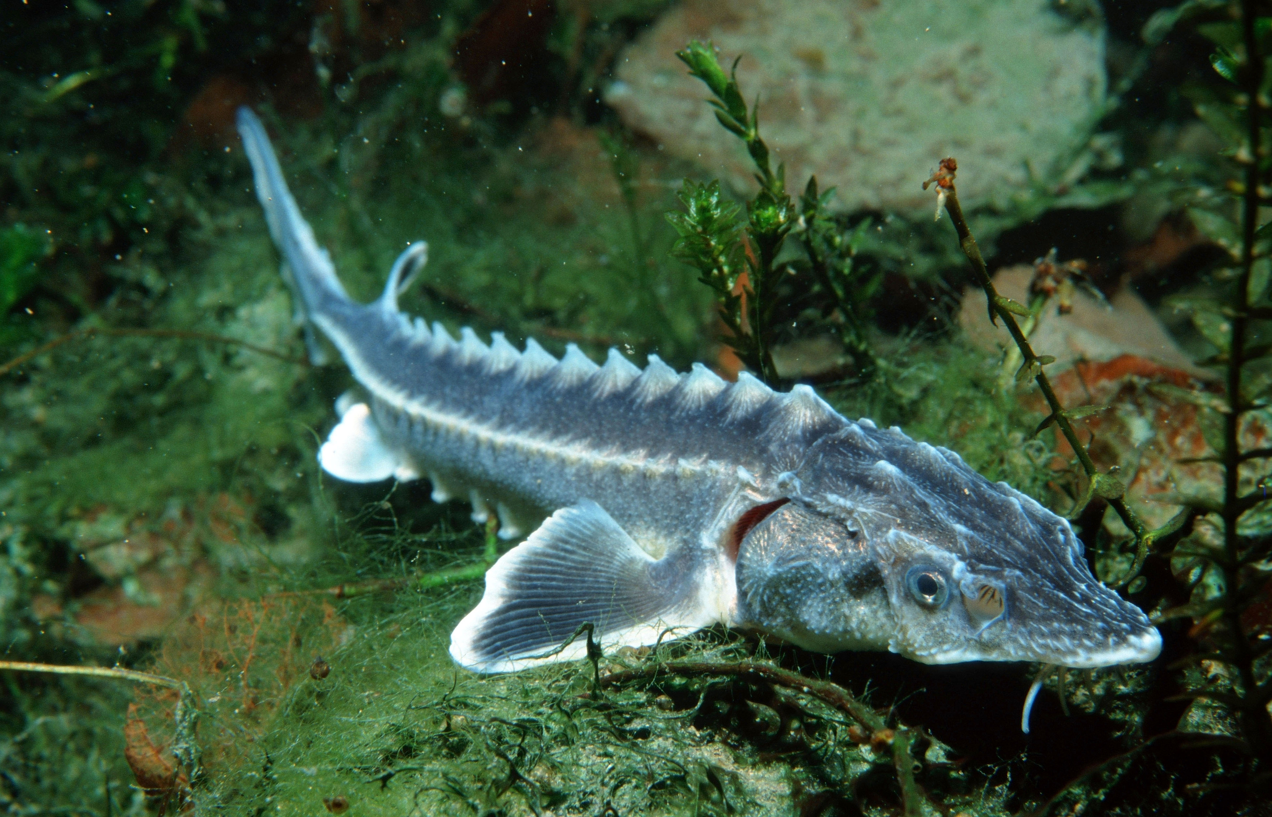 Bending the Curve of Global Freshwater Biodiversity Loss – The ...