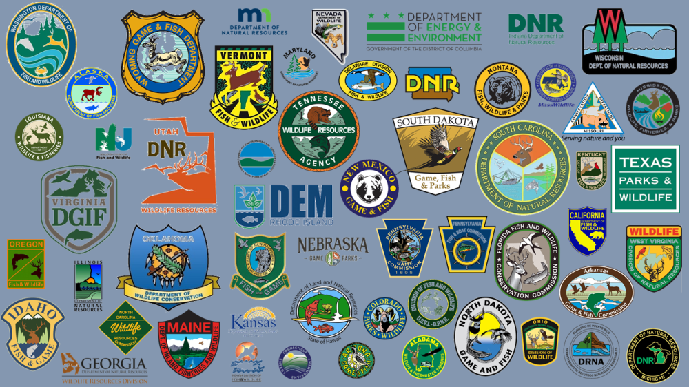 Quiz: The fish, mammals, and birds found on the logos of 50 State ...