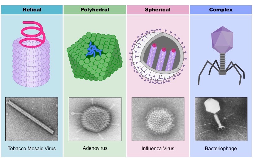 types of viruses