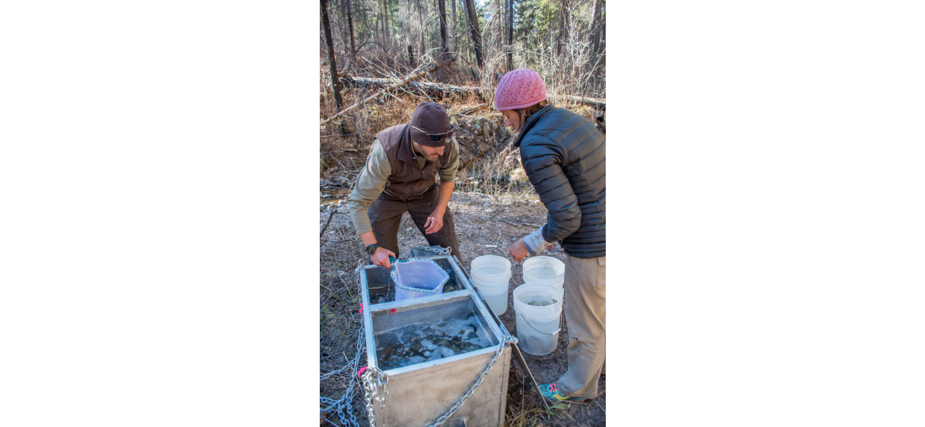 Back-crossing to the Future: Genetic Intervention for Gila Trout – The ...