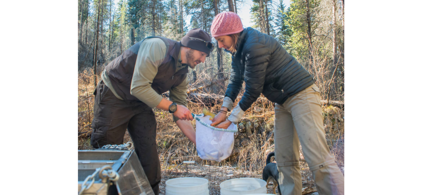 Back-crossing to the Future: Genetic Intervention for Gila Trout – The ...