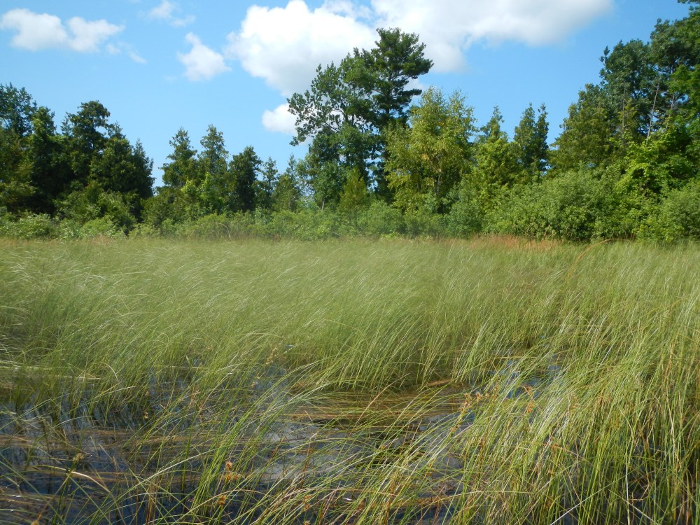 A Late Summer’s Day in the Marsh – The Fisheries Blog