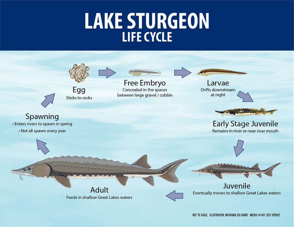 An illustration showing the life cycle of a Lake Sturgeon